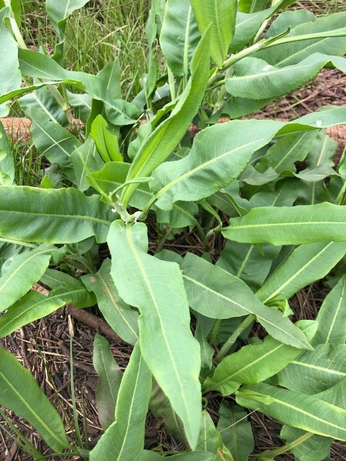 Rumex altissimus — search result for 'Rumex'