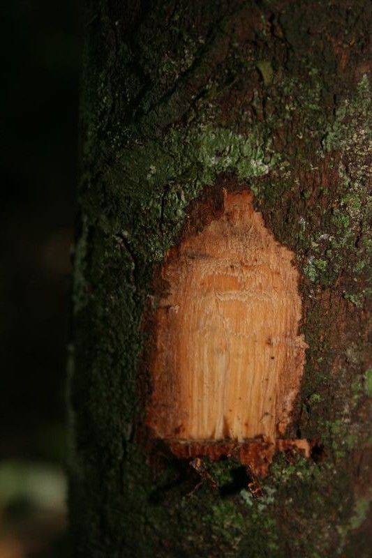 Trichilia schomburgkii other