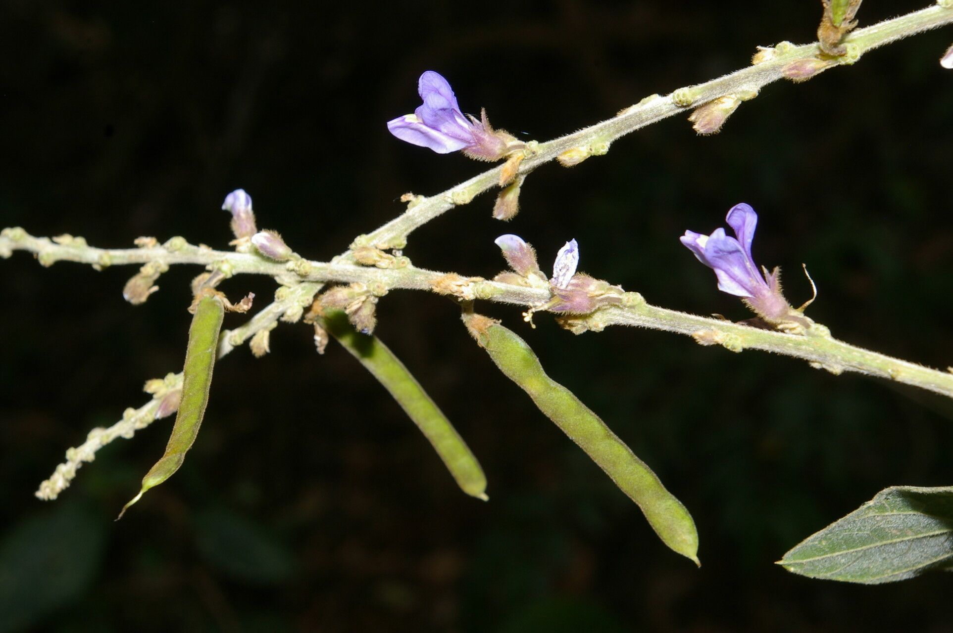 Calopogonium caeruleum flower
