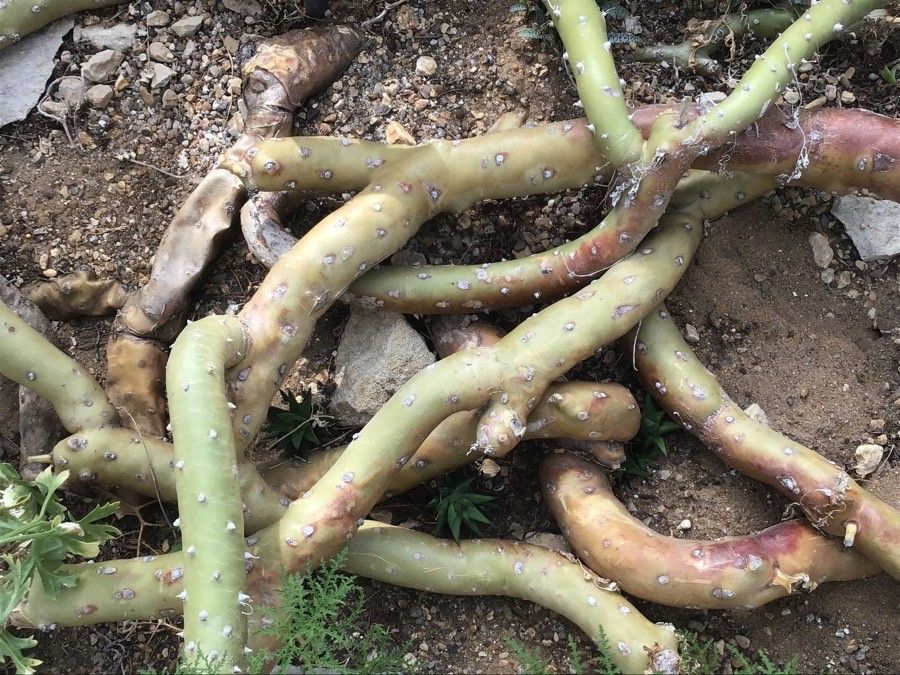 Pelargonium carnosum bark