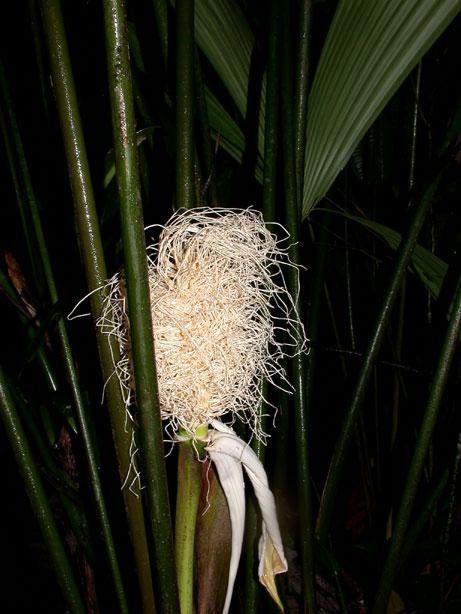 Carludovica sulcata fruit