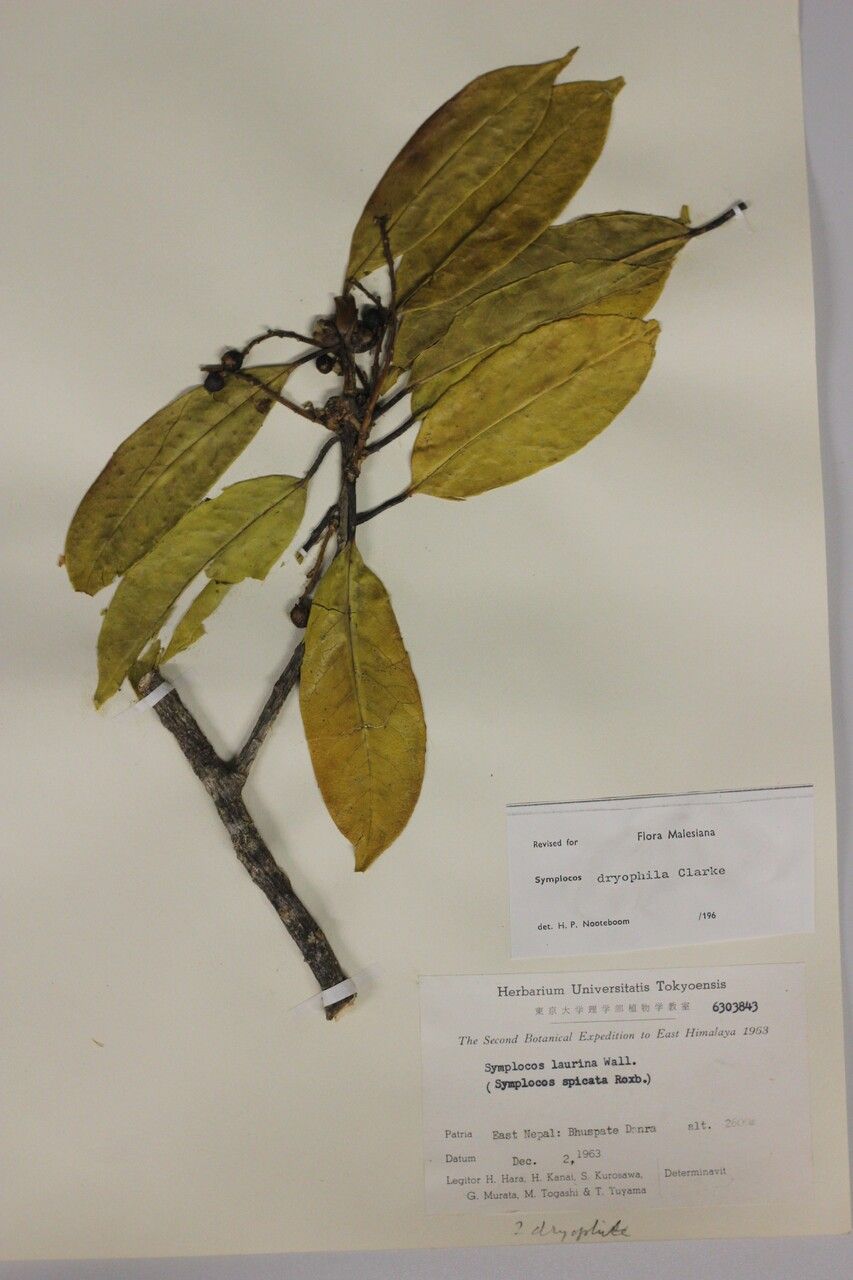 Symplocos dryophila other