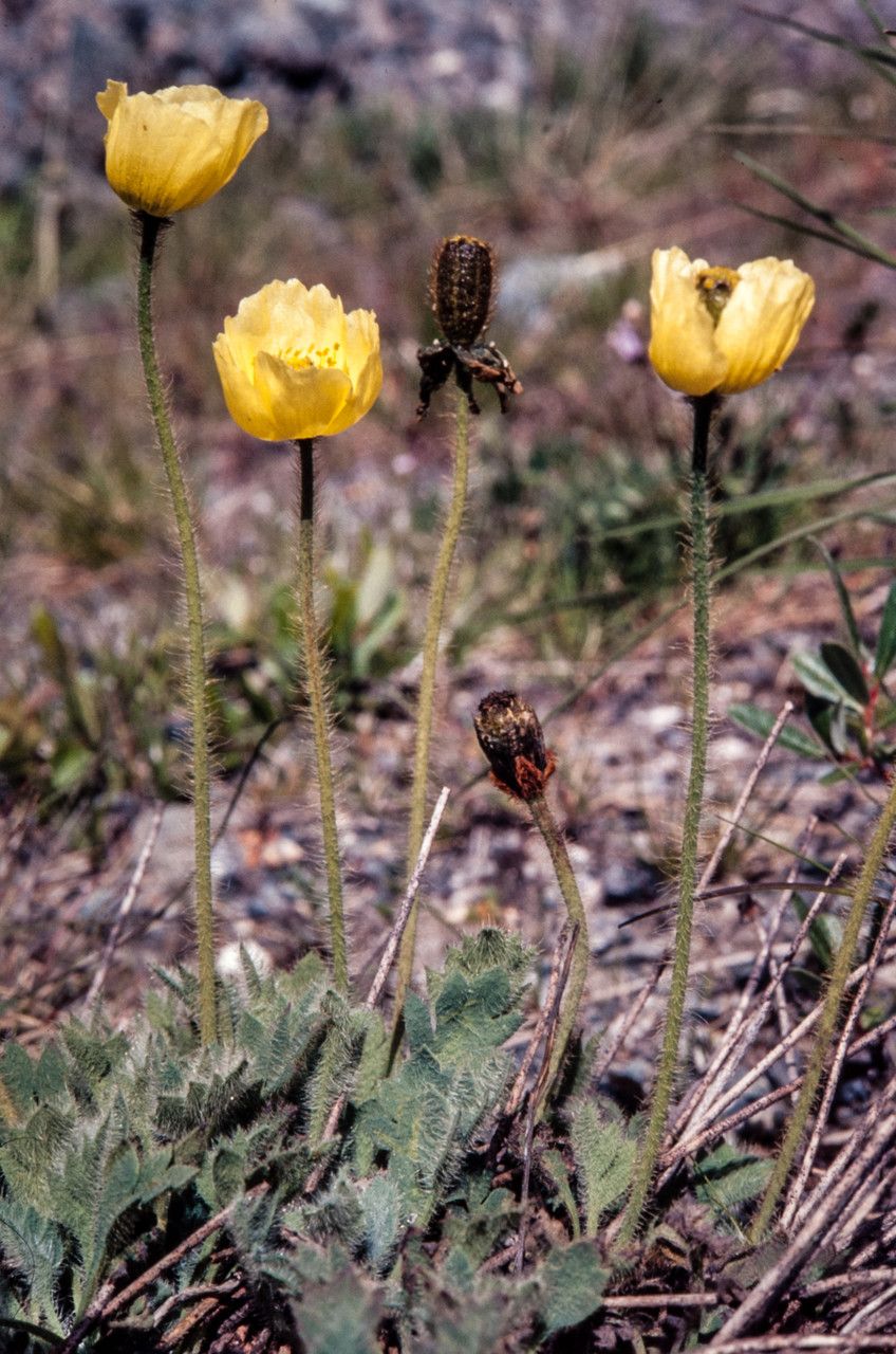 Papaver radicatum fruit