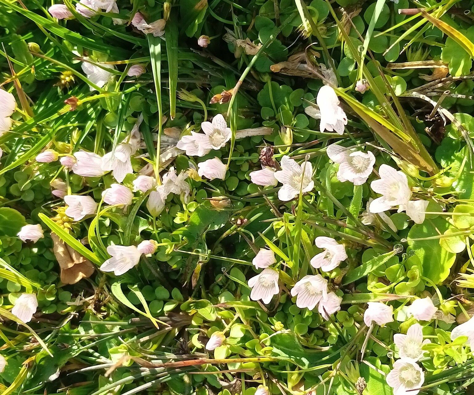 Anagallis tenella habit