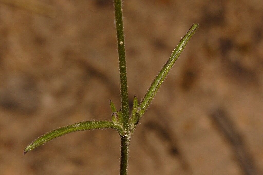 Buchnera randii bark