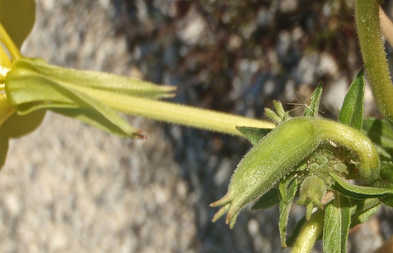Oenothera stuchii bark