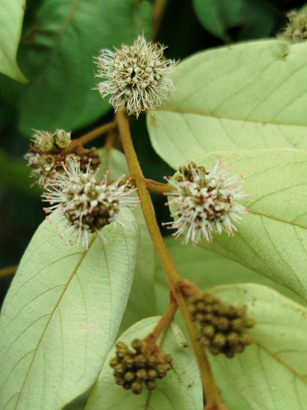 Combretum zenkeri flower