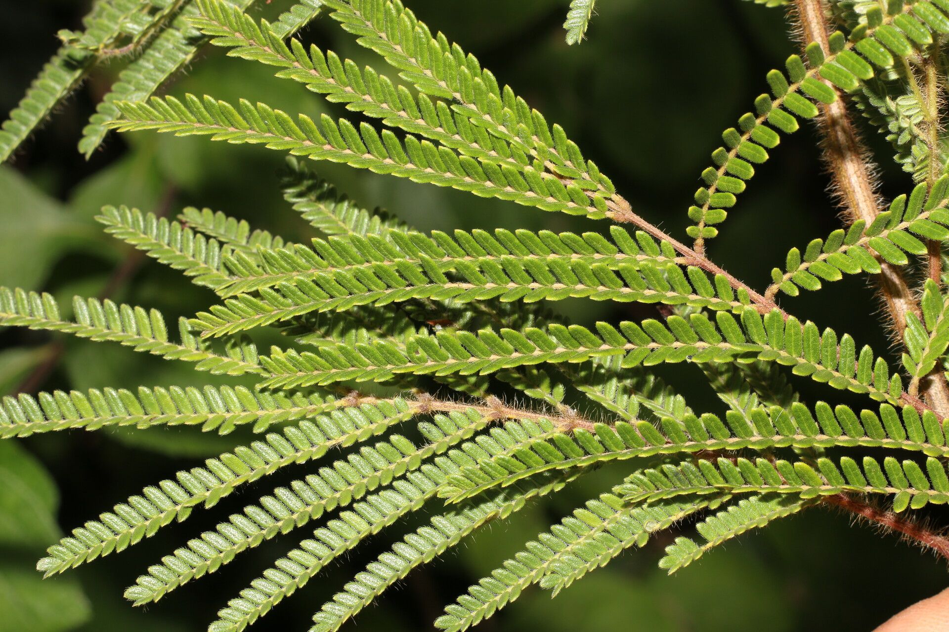Acaciella villosa leaf