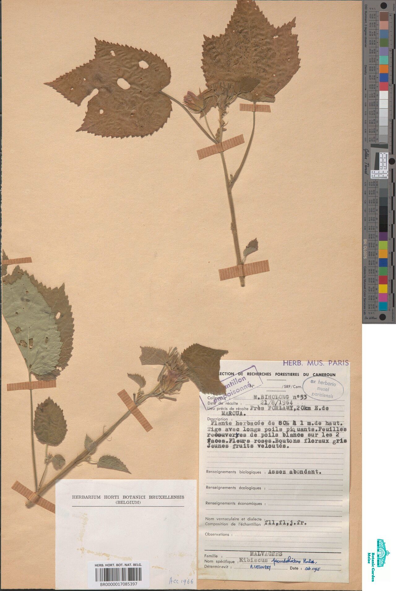 Hibiscus pseudohirtus — houseplant care guide