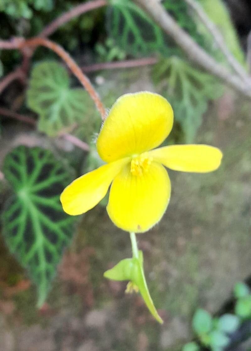 Begonia chrysantha flower