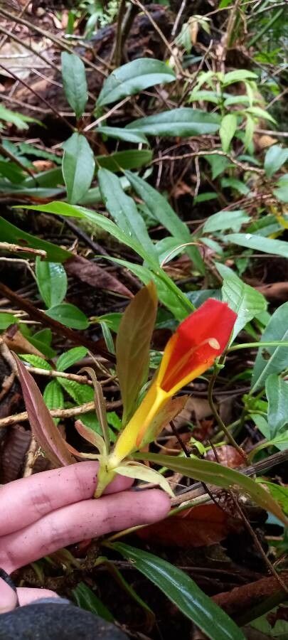 Columnea lepidocaulis — search result for 'Columnea'