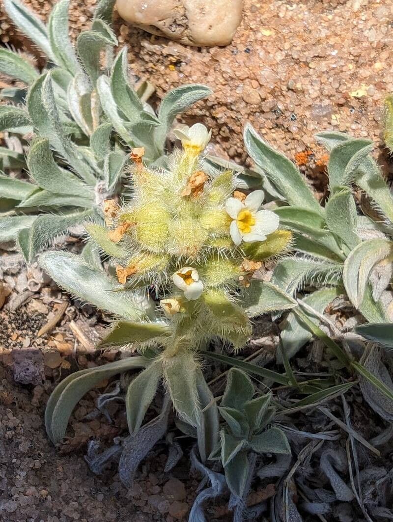Oreocarya humilis flower
