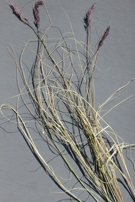Muhlenbergia pauciflora habit
