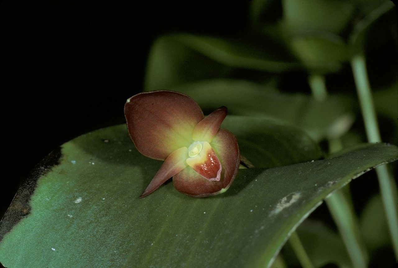 Pleurothallis homalantha flower