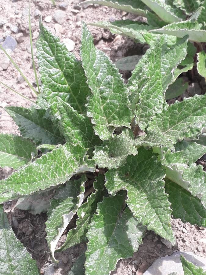 Saussurea discolor — houseplant care guide