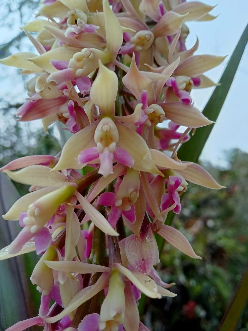 Epidendrum klotzscheanum flower