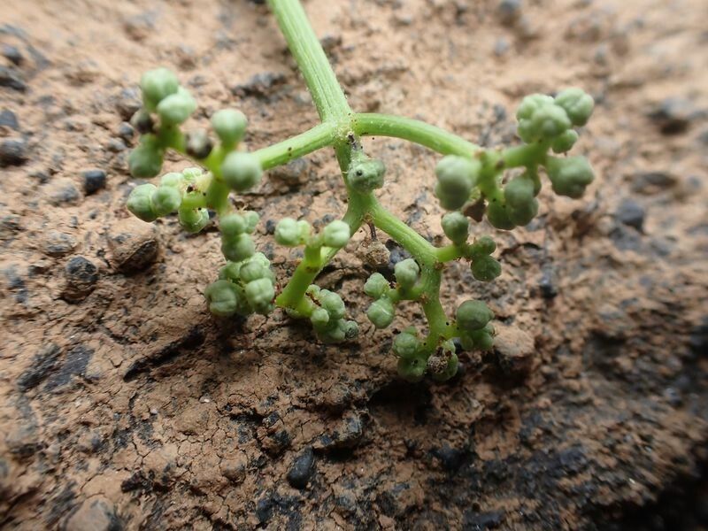 Cayratia ibuensis fruit