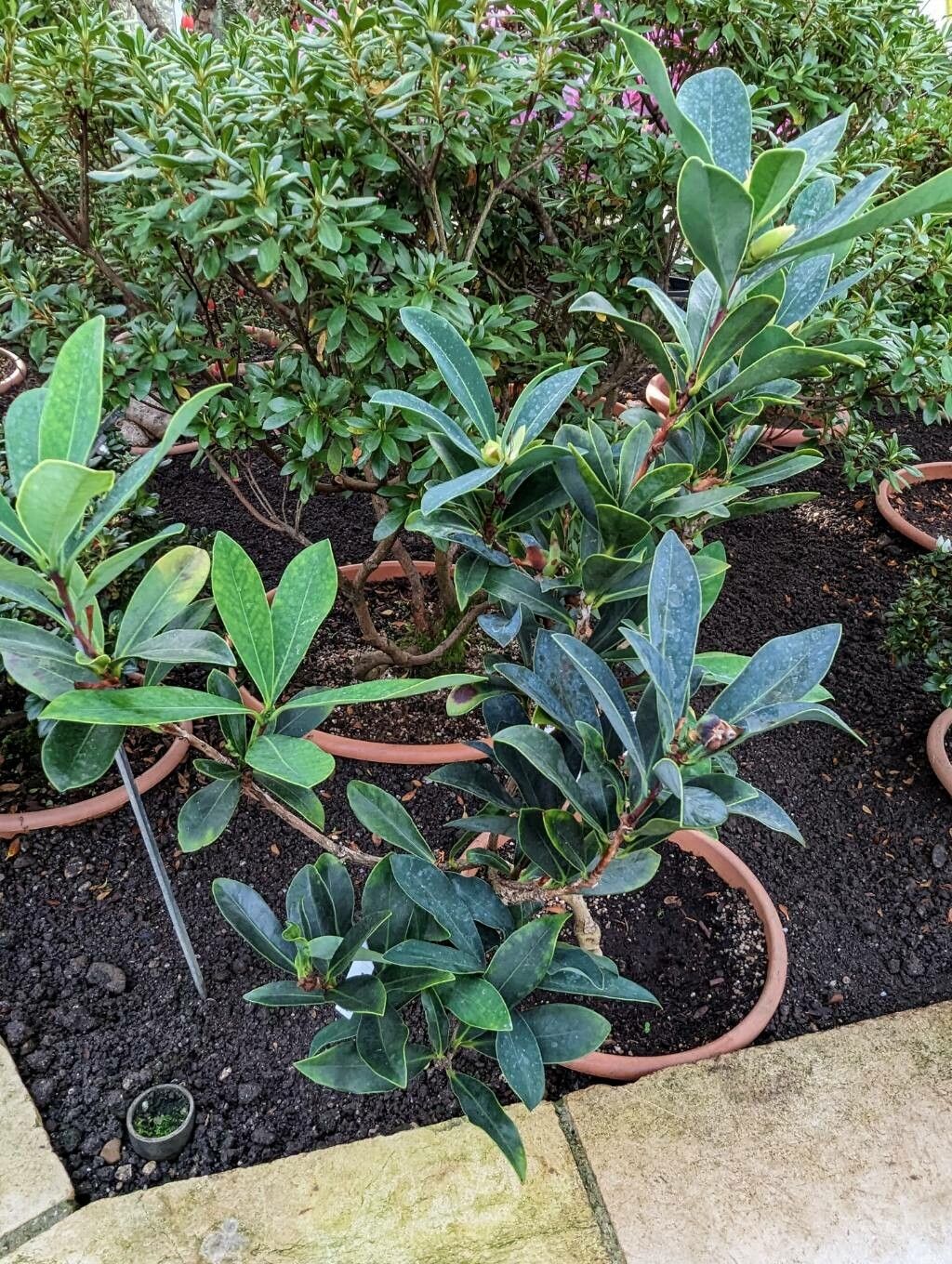 Camellia azalea habit