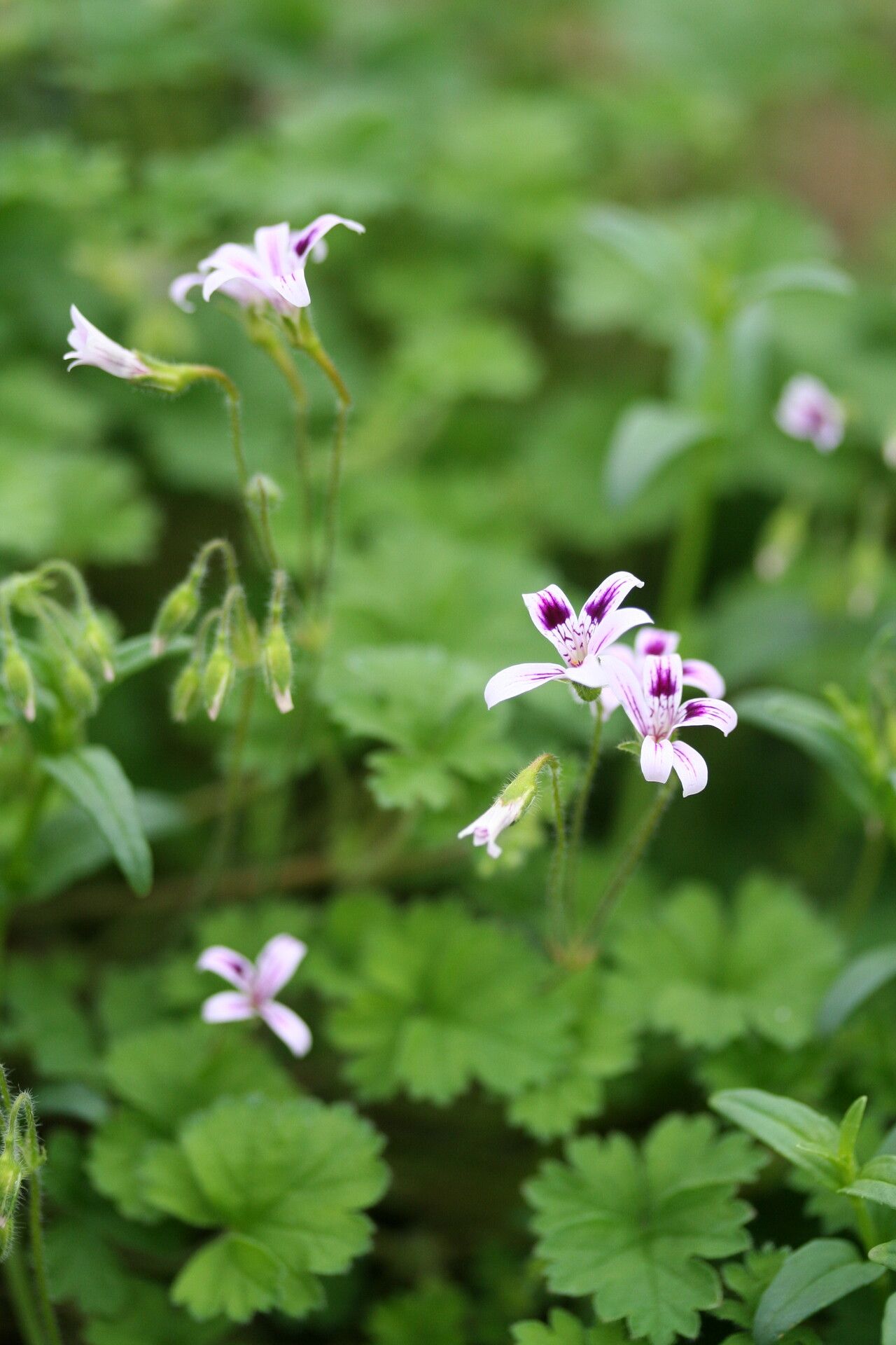 Pelargonium columbinum flower