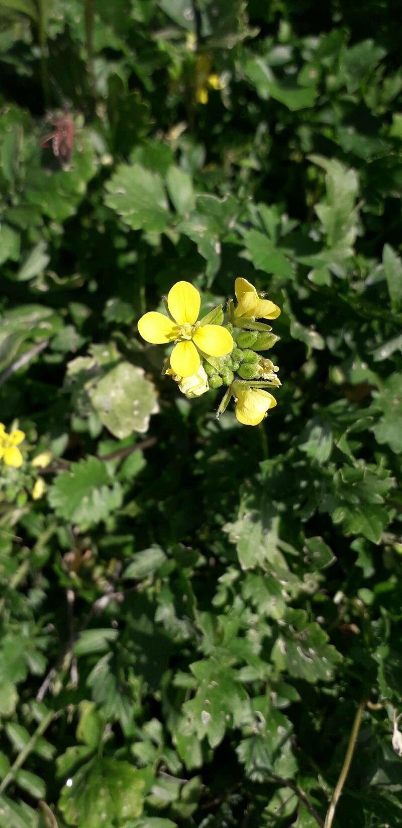 Rhamphospermum pubescens flower
