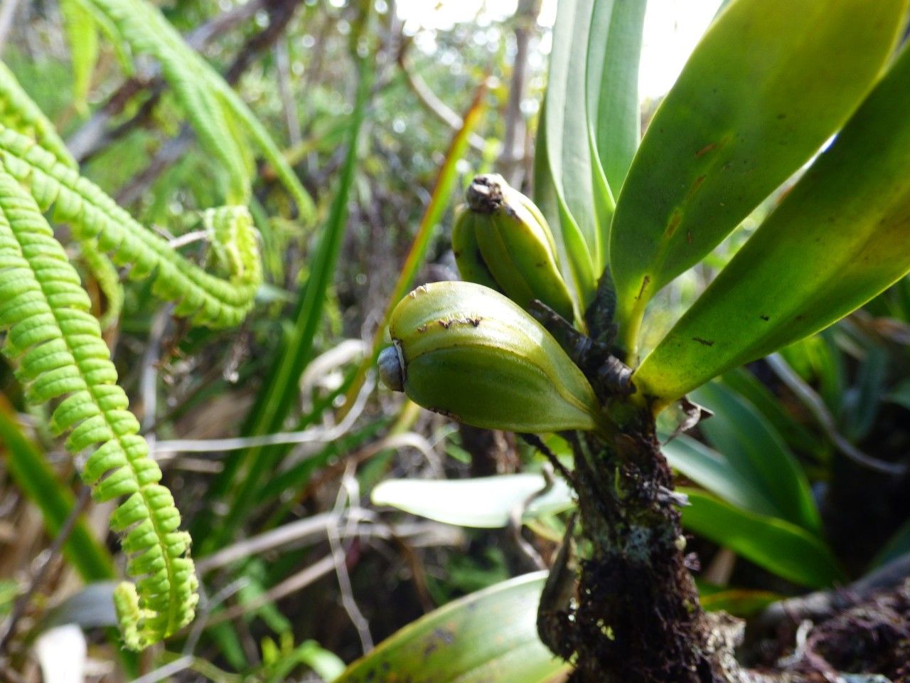 Angraecum borbonicum fruit