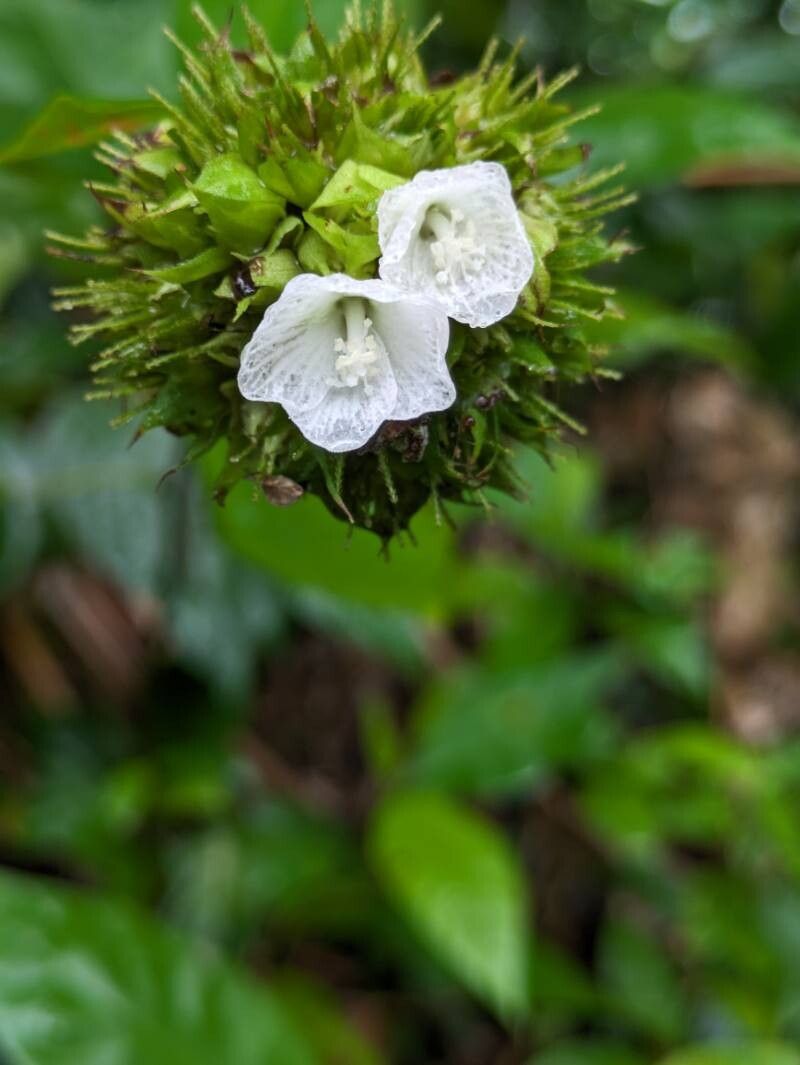 Pavonia fruticosa flower