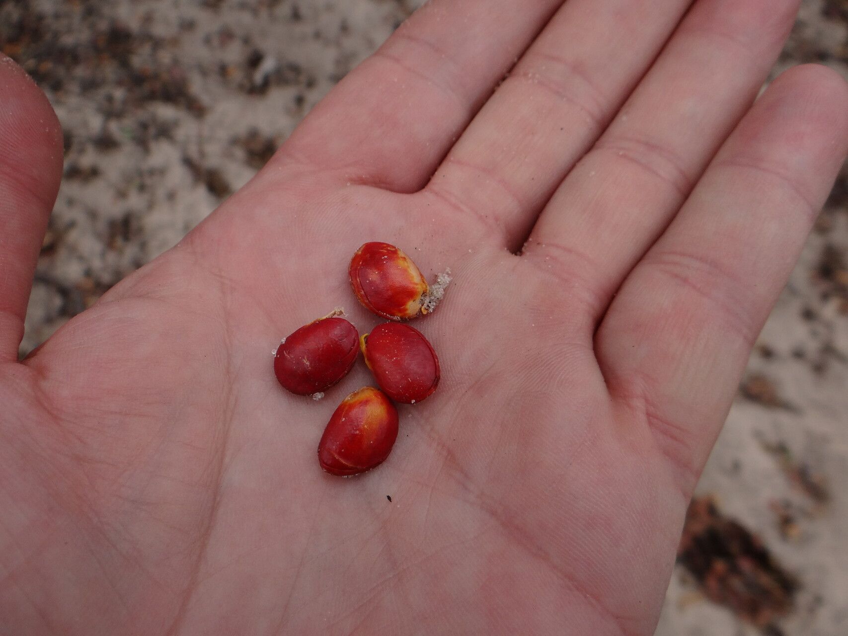 Guibourtia coleosperma fruit