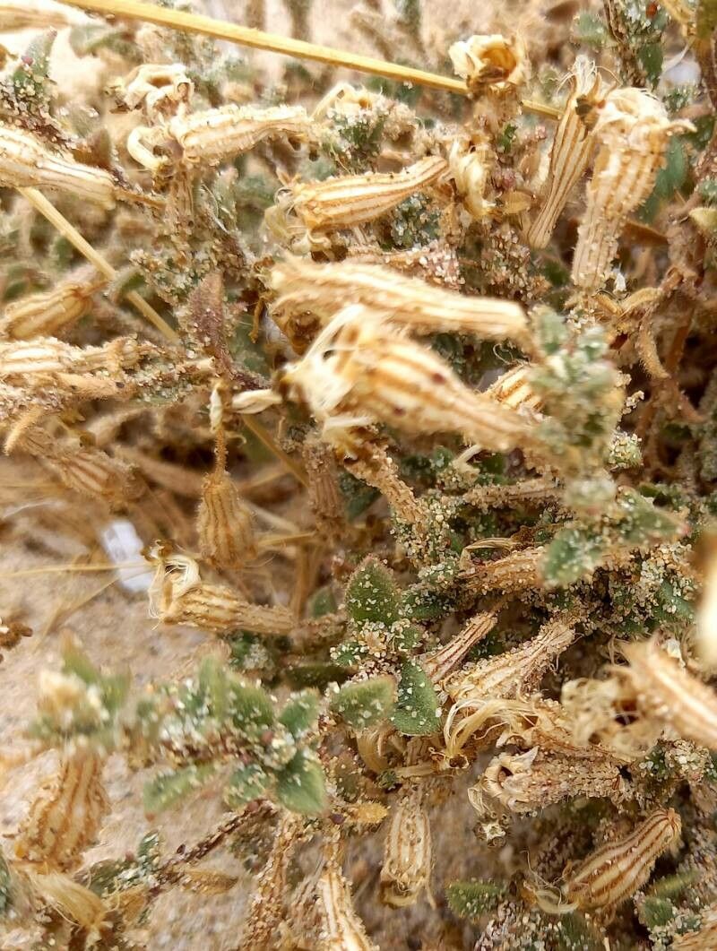 Silene succulenta fruit