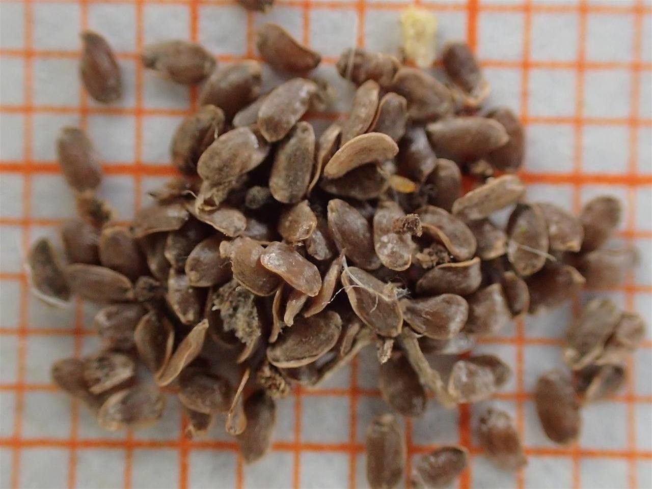 Campanula thyrsoides fruit