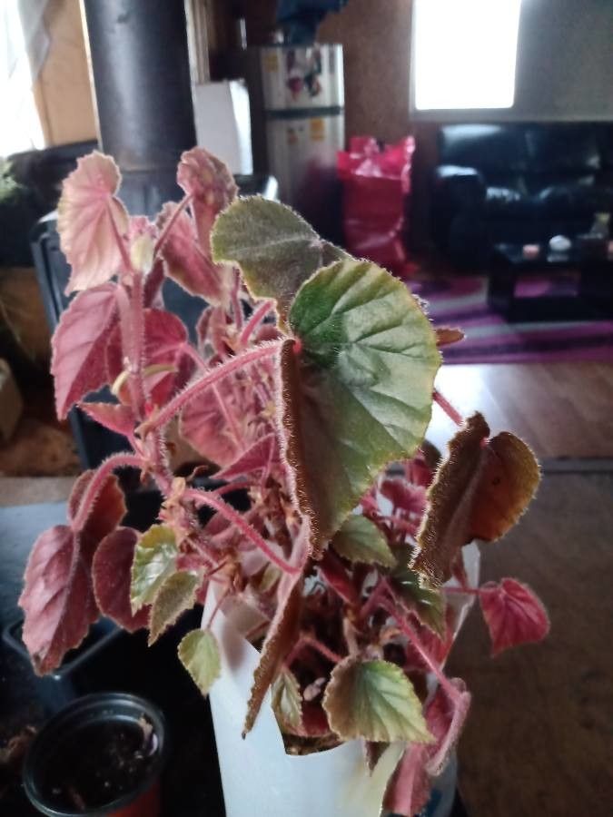 Begonia clarkei — search result for 'Begonia'