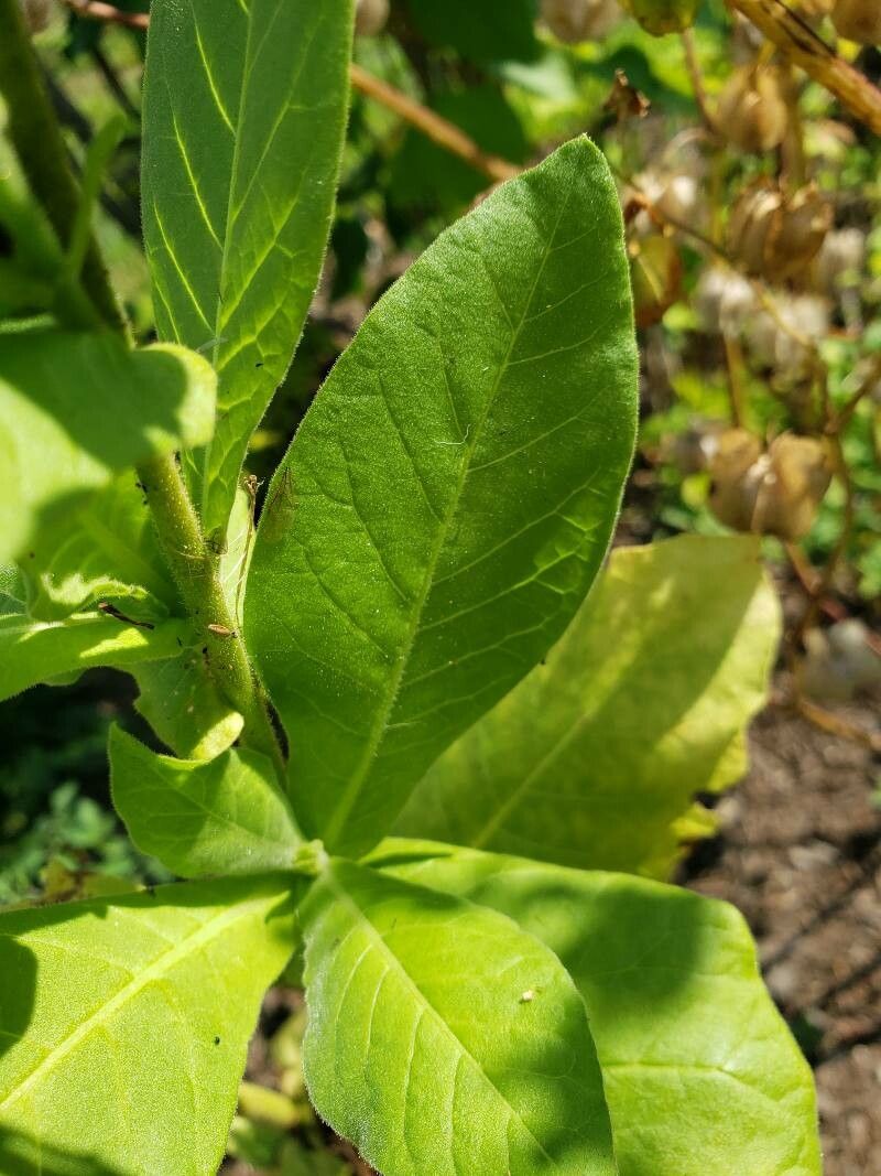 Nicotiana sylvestris — search result for 'Nicotiana'