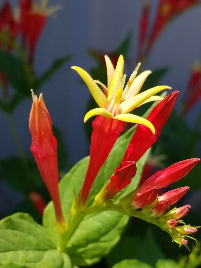Spigelia marilandica flower