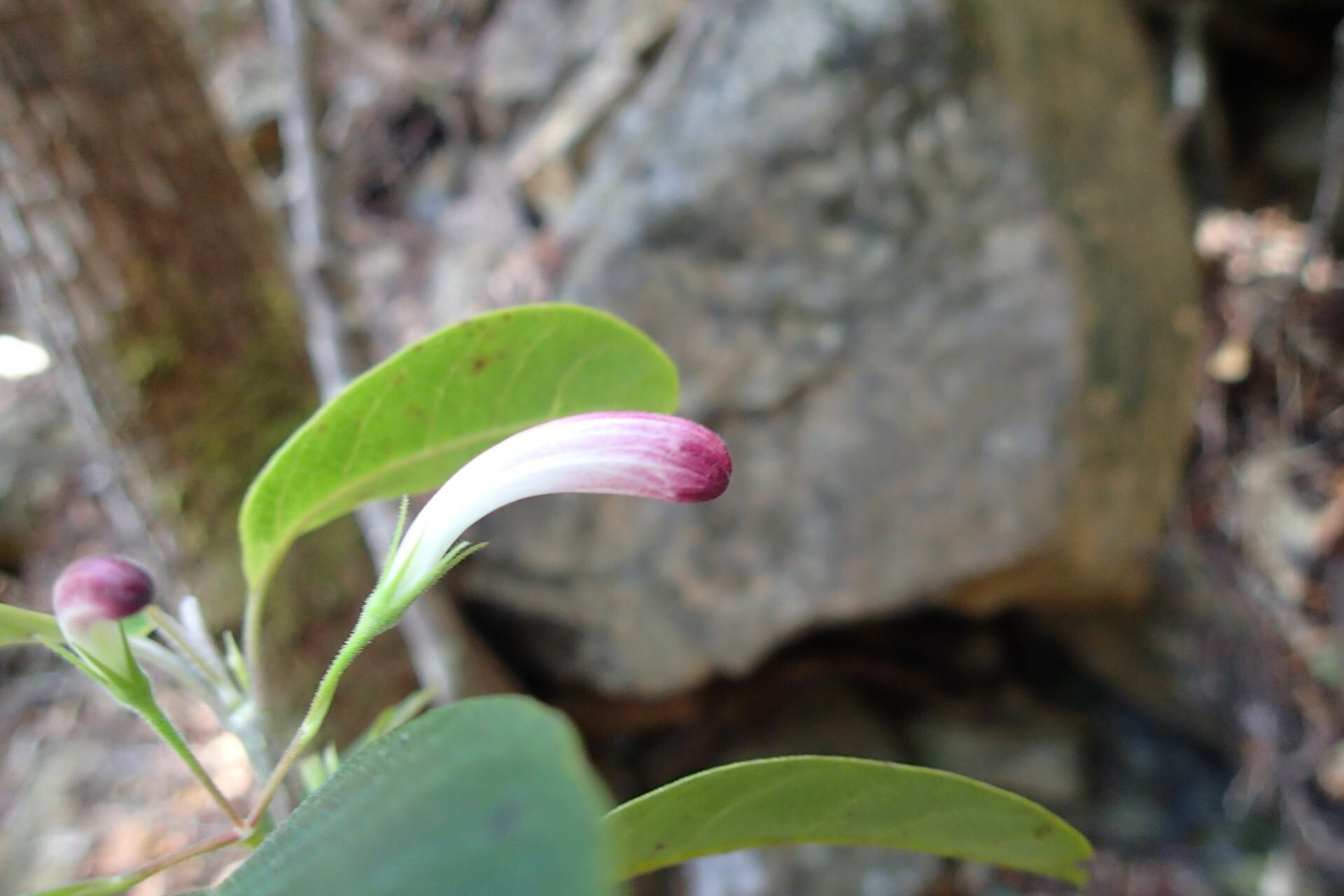 Graptophyllum ophiolithicum flower