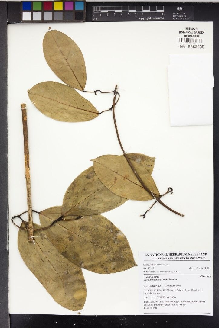 Jasminum nardydorum — houseplant care guide