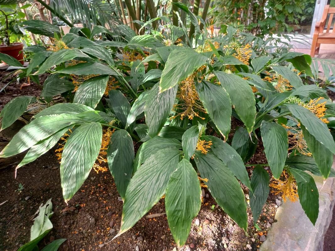 Globba marantina habit