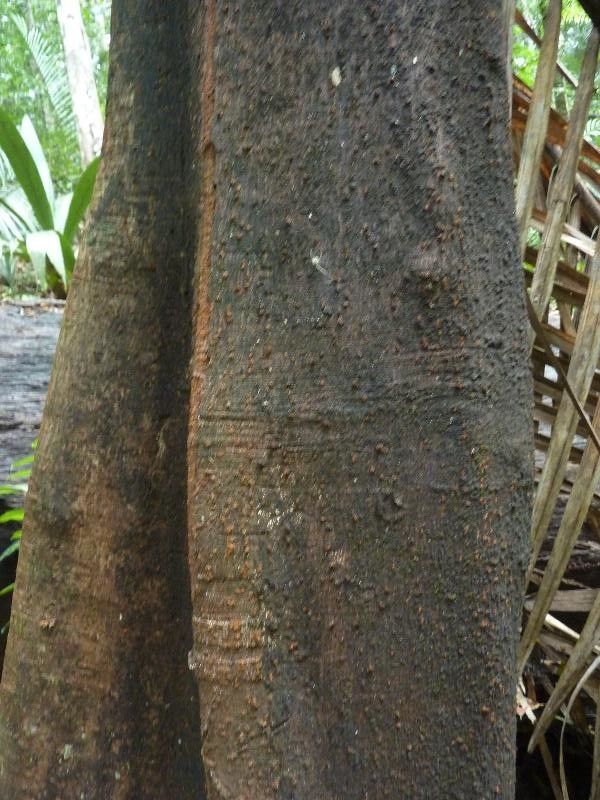 Sloanea guianensis — houseplant care guide