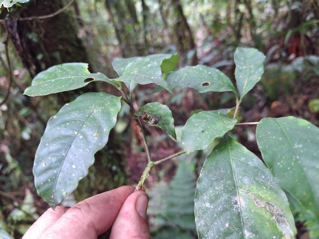 Tabernaemontana longipes — search result for 'Tabernaemontana'