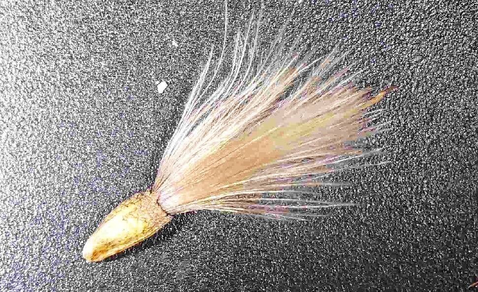 Carthamus hispanicus fruit