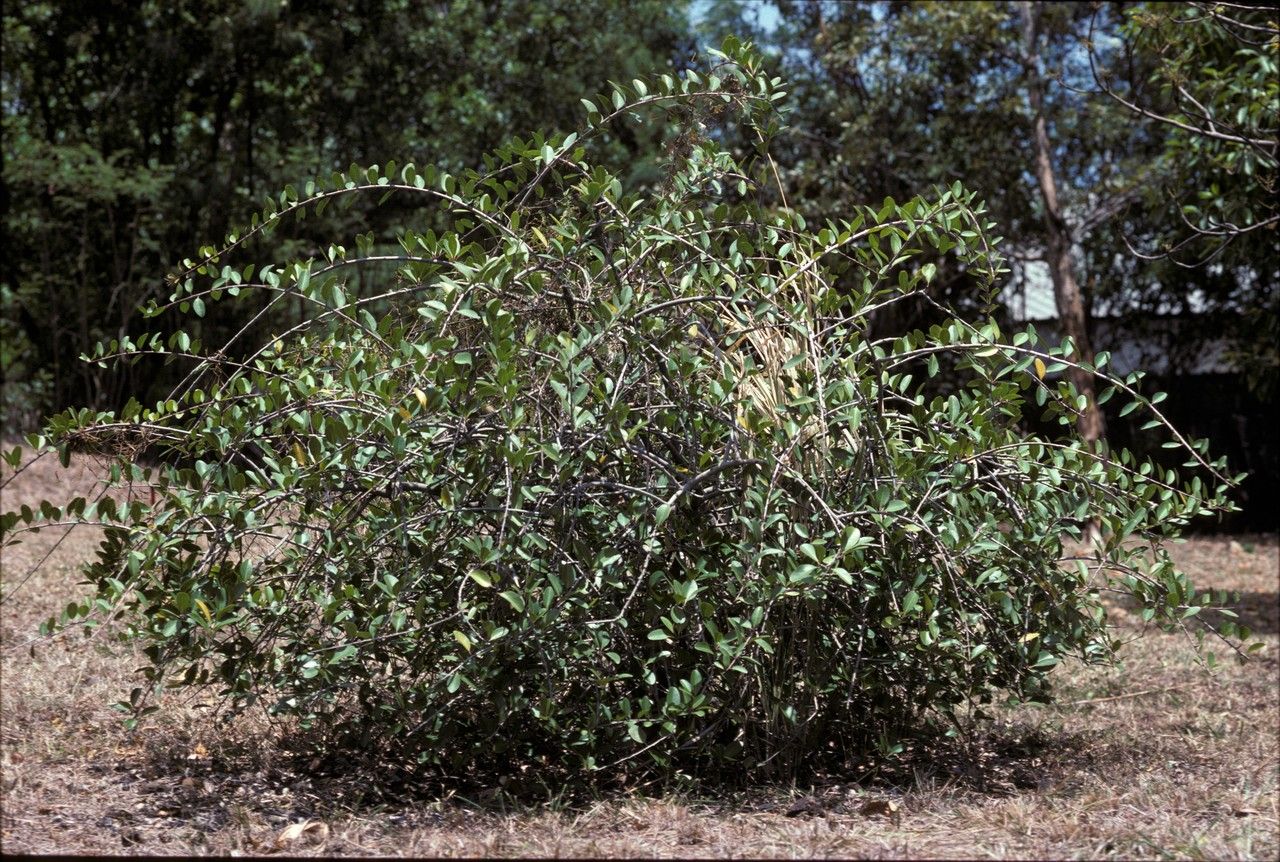 Gymnosporia pyria — houseplant care guide