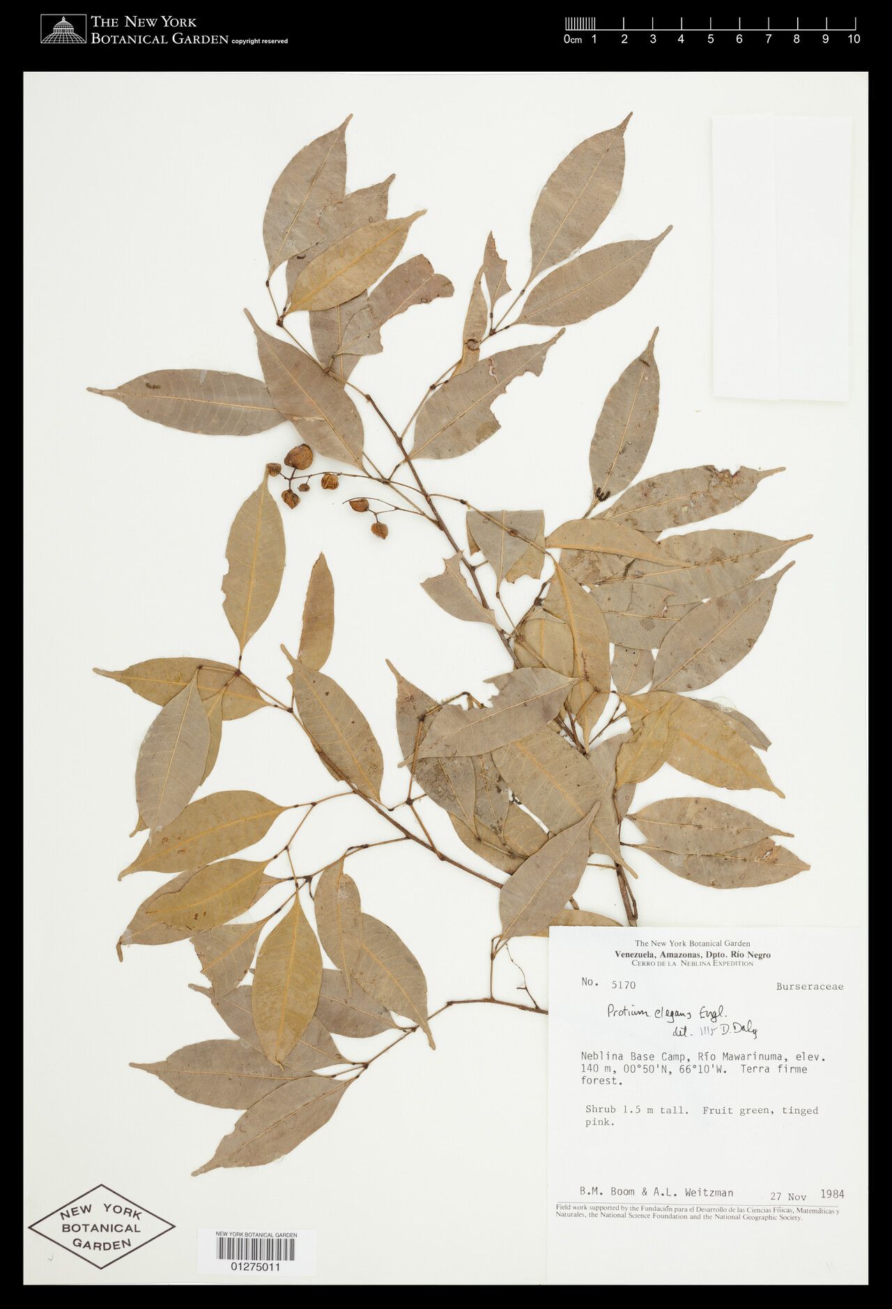 Protium elegans — houseplant care guide