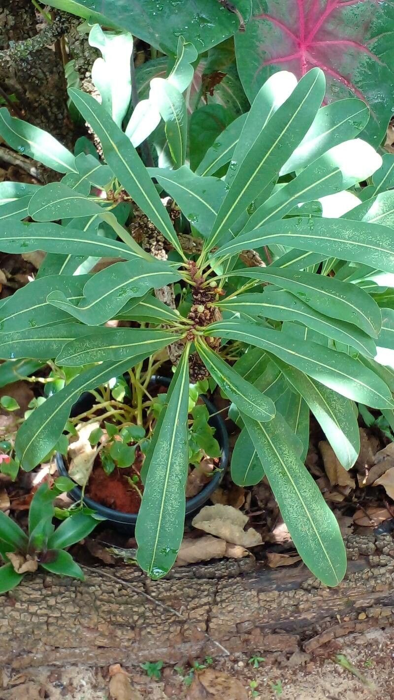 Erythroxylum tortuosum — houseplant care guide