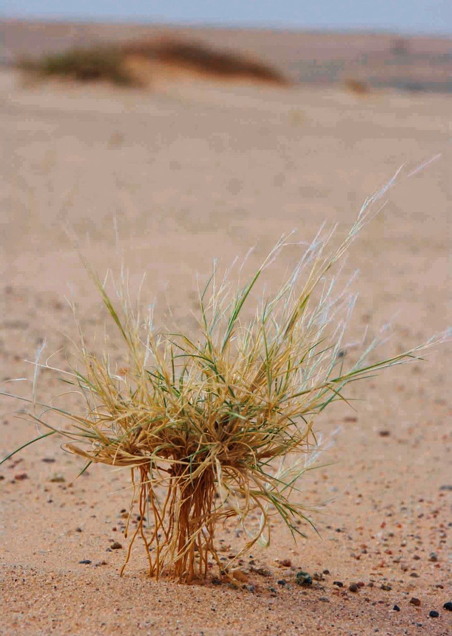 Stipagrostis plumosa — related species from the same genus