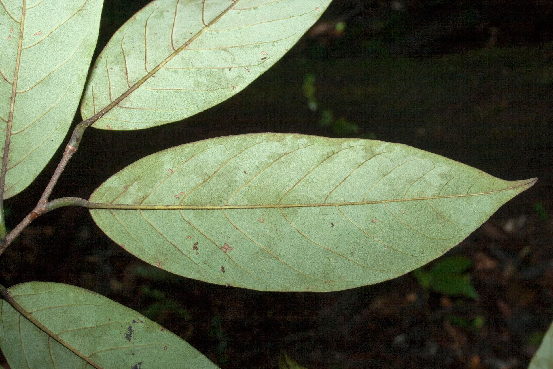 Annona neoelliptica — search result for 'Annona'