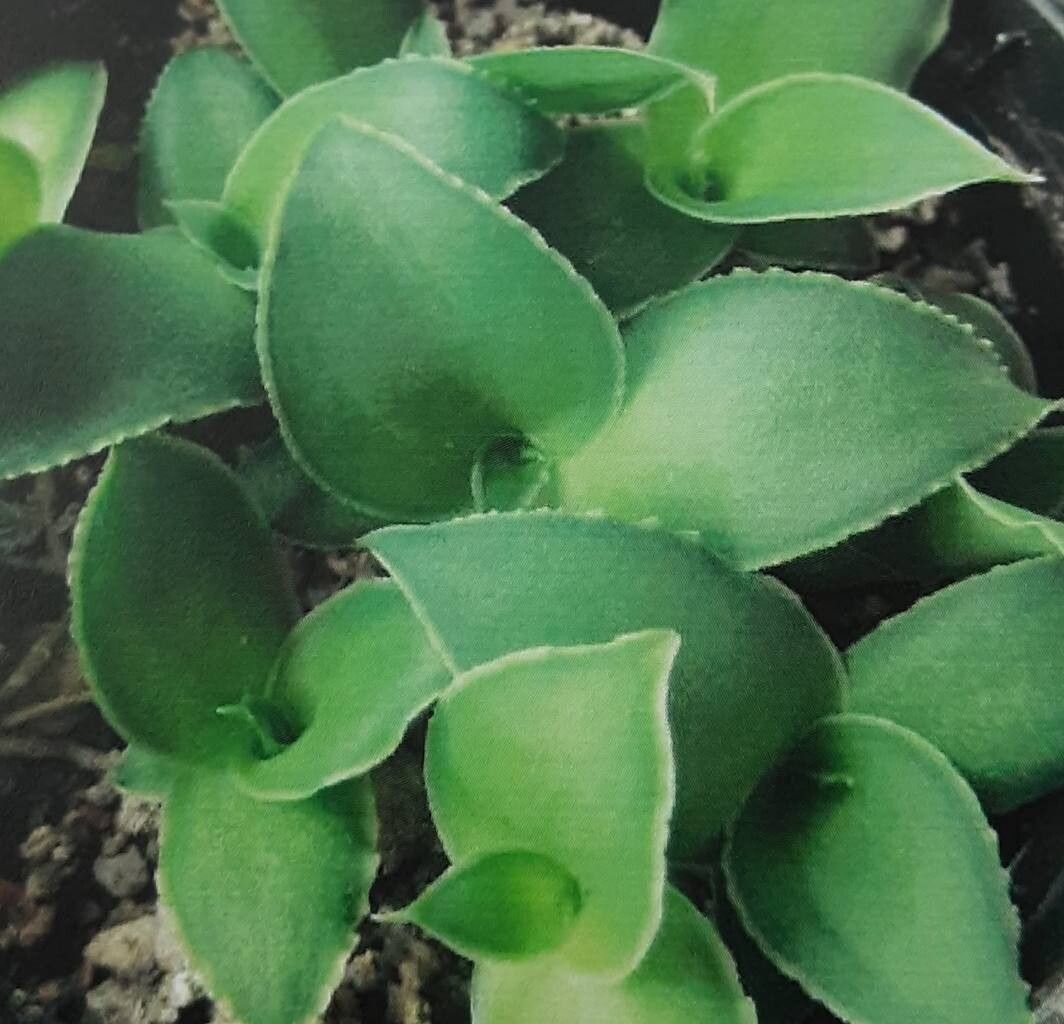 Dracaena cuspidata — search result for 'Dracaena'