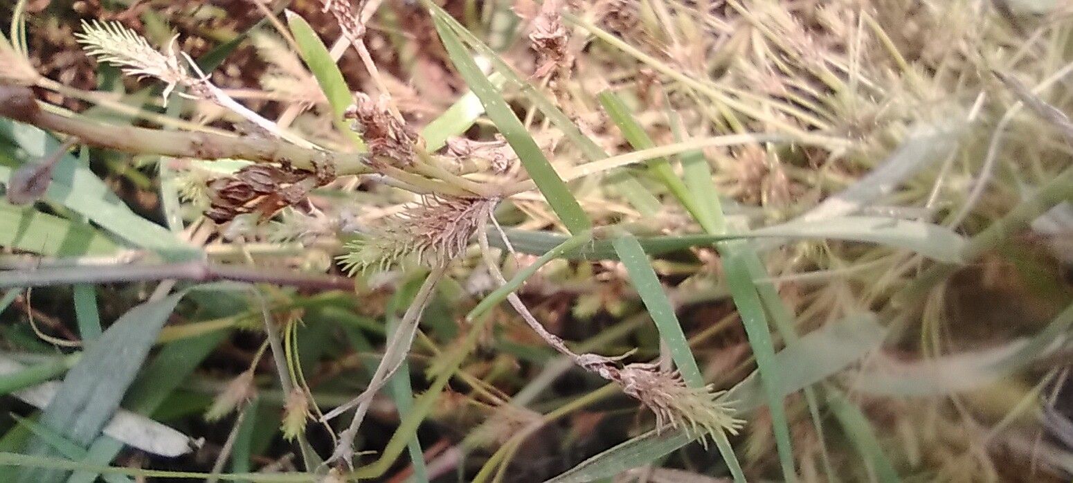 Fimbristylis squarrosa flower
