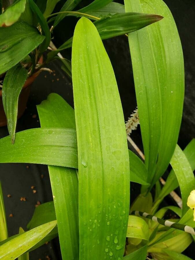 Gomesa colorata — related species from the same genus