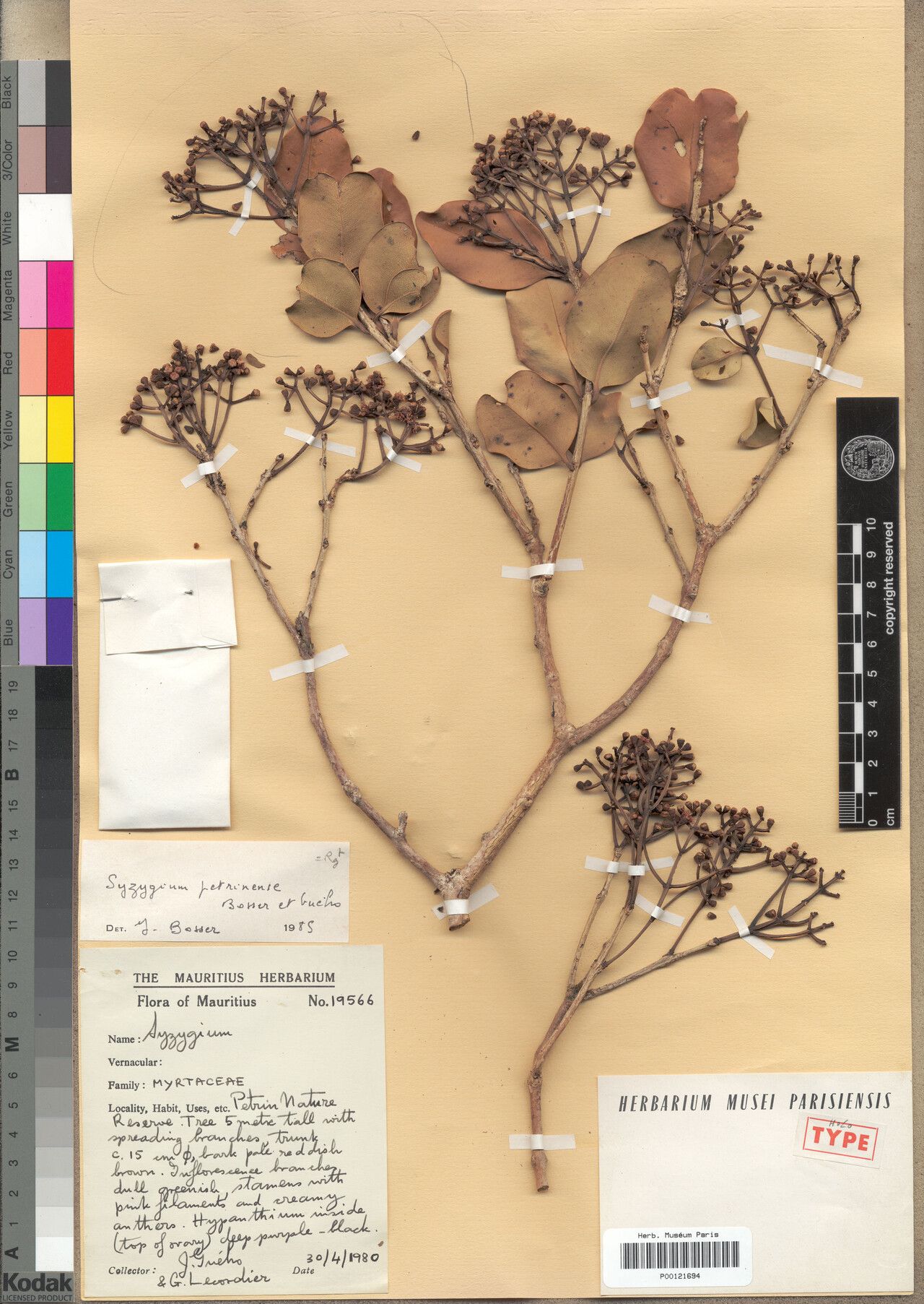 Syzygium petrinense — houseplant care guide