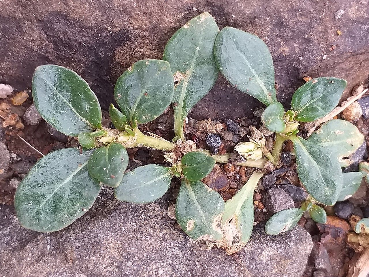 Alternanthera pungens — search result for 'Alternanthera'