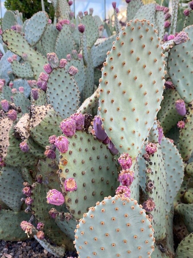 Opuntia basilaris flower