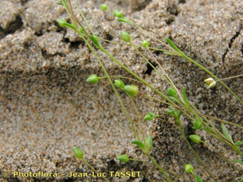 Sagina maritima flower